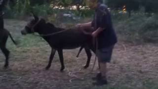 Horny donkey confuses his owner for a female donke