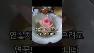 #연꽃 #연잎밥 #수련 연잎 주문 받아요