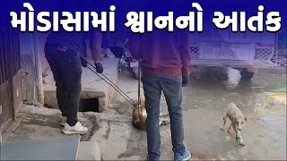 ARVALLI NEWS : મોડાસામાં શ્વાનનો આતંક | #modasa