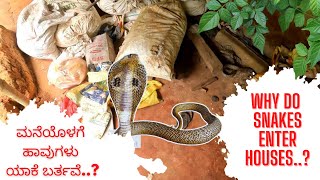 ಯಾಕೆ ಹಾವುಗಳು ಮಳೆಗಾಲದಲ್ಲಿ ಮನೆಯೊಳಗೆ ಬರ್ತವೆ?  Why Snakes enter houses in rainy season?Easy Cobra Rescue