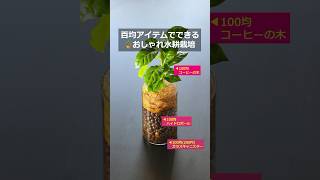 100均アイテムでできる！おしゃれ水耕栽培の作り方 #観葉植物 #plants #くまパン園芸 #百均 #ダイソー