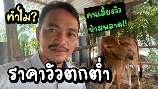 ราคาวัว ปี2566 ทำไมจึงราคาถูก..บทวิเคราะห์โคบาล