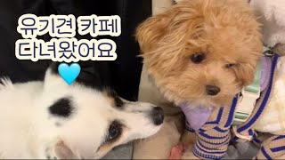 서울 서초구에 있는 유기견 카페(꽃길걷개) 다녀왔어요🐶