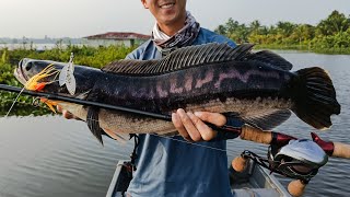 Shimano Scorpion MD \u0026 Scorpion Rod - Toman Fishing with Spinnerbait