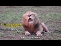 狮王之争，恩地真哥联盟与北牛联盟争夺地盘，谁是赢家？ndzhenga male vs northern avoca’s male