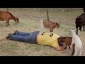 Cute Baby Goats  Compilation
