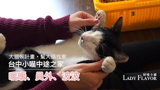 【大貓奴計畫】臺中小喵中途的美美貓～（片尾曬蛋捲！）