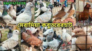 ১৯/০২/২০২৫ মেরাদিয়া কবুতরের হাট | মেরাদিয়া কবুতরের বাজার ২০২৫| Meradiya kobutor hat 2025 |pigeon hat