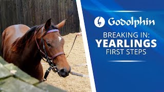 Yearlings First Steps - breaking in process