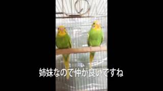 セキセイインコ・ミドリの子育て（番外編）-