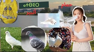 حمام بالعربية وبالأمازيغية.