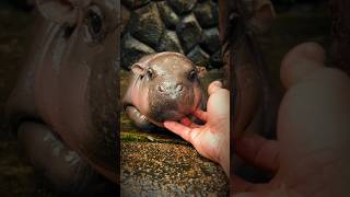 Splashing Cuties: The Joyful Life of Baby Hippos #shorts #animals #hippo #hippopotamus