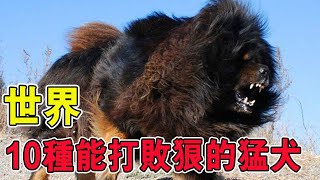 10種能打敗狼的“猛犬”，經特殊培育的大型猛犬，體型巨大戰鬥力十分強悍【黑土日記】