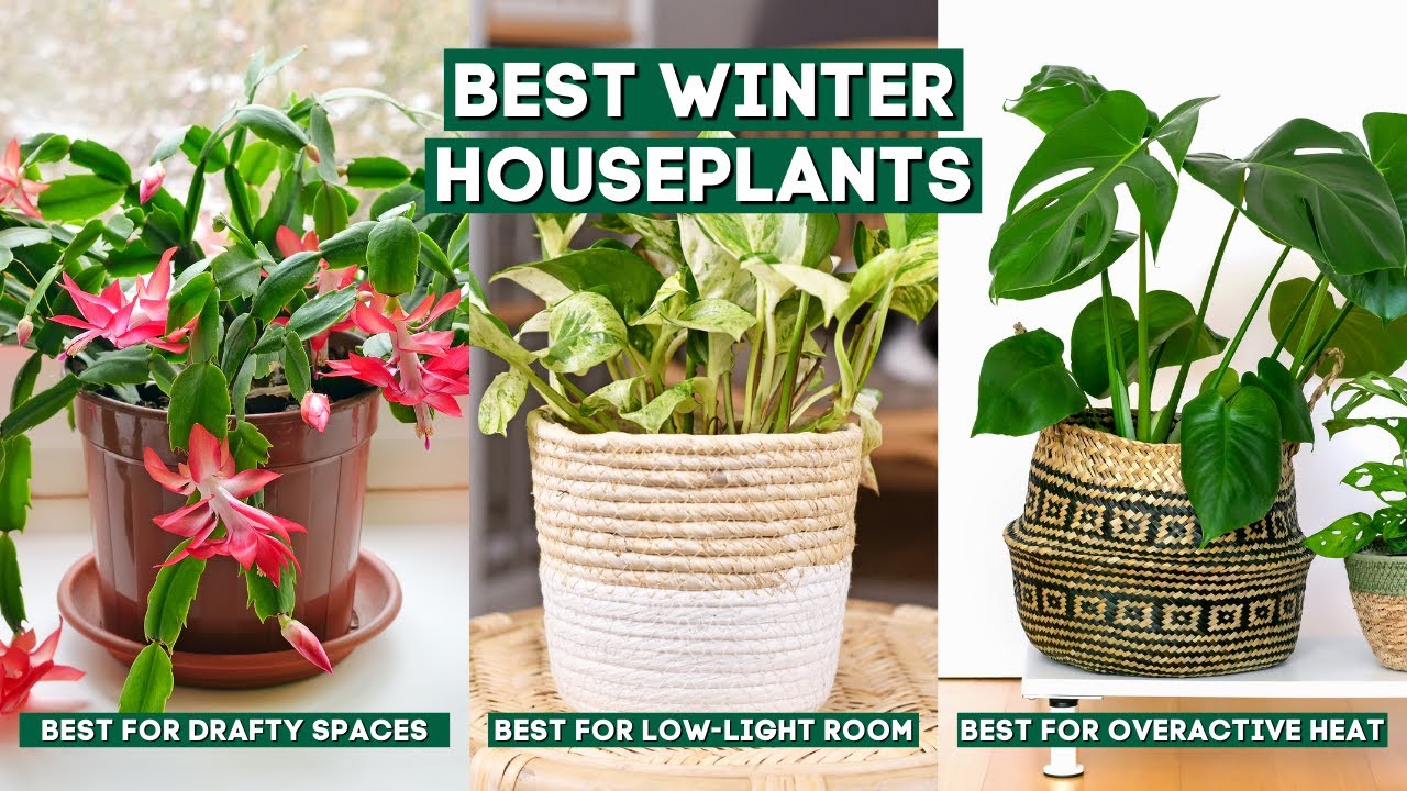 Best Winter Houseplants That Can Survive Through The Coldest Months ...