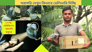 জালালি কবুতর অর্ডার করুন এবং দেখুন কিভাবে ডেলিভারি  দেওয়া হয়। চিনে রাখুন অরিজিনাল জালালি কবুতর।