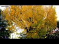 4k 皇居 乾通りの紅葉 autumn leaves of tokyo imperial palace 東京 観光 旅行 japan trave trip 紅葉の名所 秋の東京 江戸城