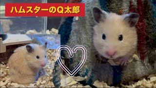 Ｑちゃんのよく寝て、よく遊んで、よく食べて、寝るの巻