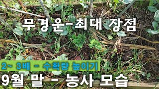 [영상-36]  2~ 3배 다수확 - 무경운 - 9월 말 - 농사 모습