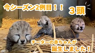 今シーズン2例目☆チーターの赤ちゃんが誕生しました！！