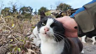 道路脇の空地にあった猫の家に行ってきた