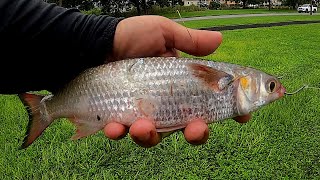 Using Large Live Mullet On Tampa Bay Flats For Huge Fish!