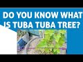 DO YOU KNOW WHAT IS TUBA TUBA TREE