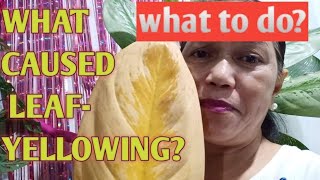 Yellowing leaves of aglaonema \u0026 my solution-vlog24