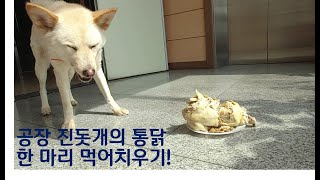 굶주린 공장 진돗개는 온 마리 통닭 한 마리를 먹어 치운다!