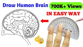 how to draw brain | how to draw brain easily | how to draw structure of brain