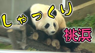 【アドベンチャーワールド】パンダ桃浜　しゃっくりを独り占め【Giant Panda Touhin hiccup】