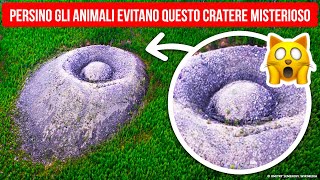 Oggetti Misteriosi nelle Foreste che Persino gli Animali Evitano