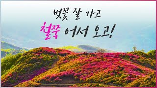 지역별 유명 철쭉 여행지 소개와 개화 시기 [4월 5월 6월 여행지]