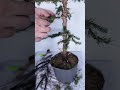 15$ christmas tree to bonsai