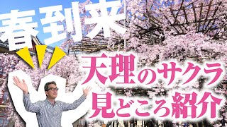 春到来！天理のサクラ見どころ紹介