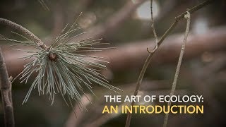 The Art of Ecology: An Introduction