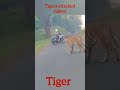 tiger attack on road in mumbai thane road tiger