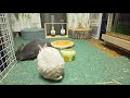 ウサギ多頭飼育のナイトルーティーン 部屋んぽしてトイレ掃除