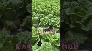 分享一个青菜防虫小妙招#种植小技巧#家庭种菜 Share a small trick for preventing pests on leafy green vegetables.