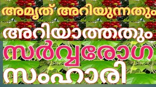 അമൃത് ചിറ്റമൃത് കാട്ടമൃത് അറിയാം കുറച്ച് കാര്യം MasDreams