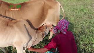 পদ্মা চরের দেশি গরুর বাথান । গরুর নাম ধরে ডাক দিলে চলে আসে