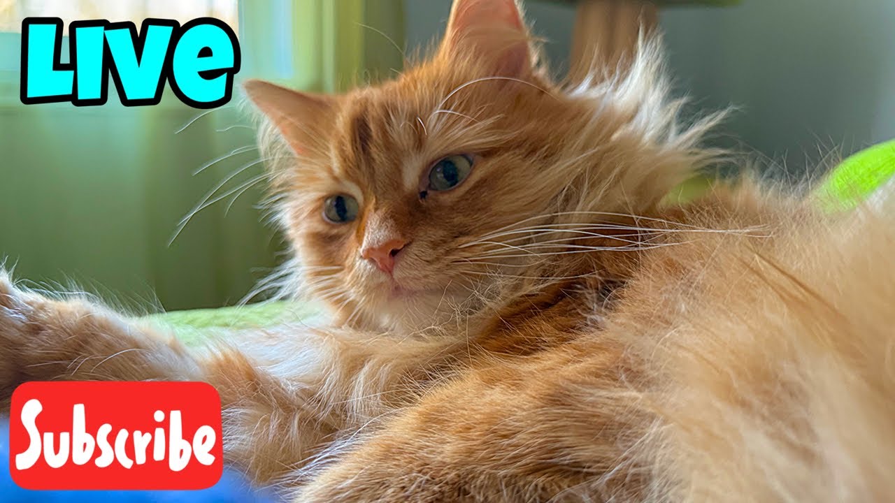 Happy Caturday Live Stream Youtube