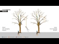 Tree Rigging Techniques - Baum Rigging - Nedfiring fra træ