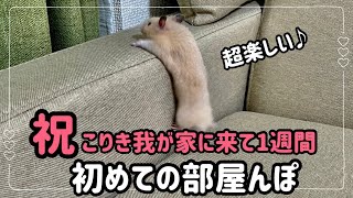 【ハムスター】初めての部屋んぽで興奮するベビーキンクマ