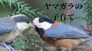 ひまわりの種を雛に渡すヤマガラ