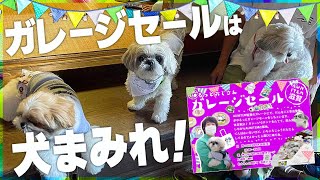 【シーズー大集合】ガレージセールは犬まみれ！【不定期OPEN /滋賀AUNITEM第1回】