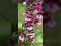 oncidium heaven scent ‘sweet baby’ 是我三颗巧克力文心兰之一，它的亲本之一是大名鼎鼎的sharry baby，美妙的巧克力香味与绝美的颜值让人太爱了！