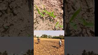 🔥Maize cultivation method #shortsfeed #uzhavanpaarvai #maize