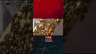 উচ্ছেদ নোটিশের প্রতিবাদে এ কেমন কাণ্ড! | Swarm of Bees | USA Police | Somoy International | Somoy TV