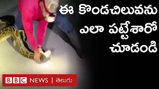 Python Snake : 19 అడుగుల కొండచిలువను ఎలా పట్టుకున్నారో చూడండి.. | BBC Telugu