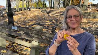 Two Minutes with Trees in Fort Tryon Park - LINDEN